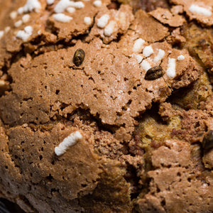 Panettone " Dolce Amaro "